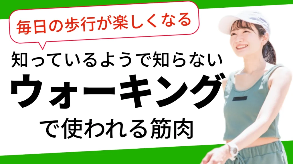 ウォーキングで使われている筋肉とは？